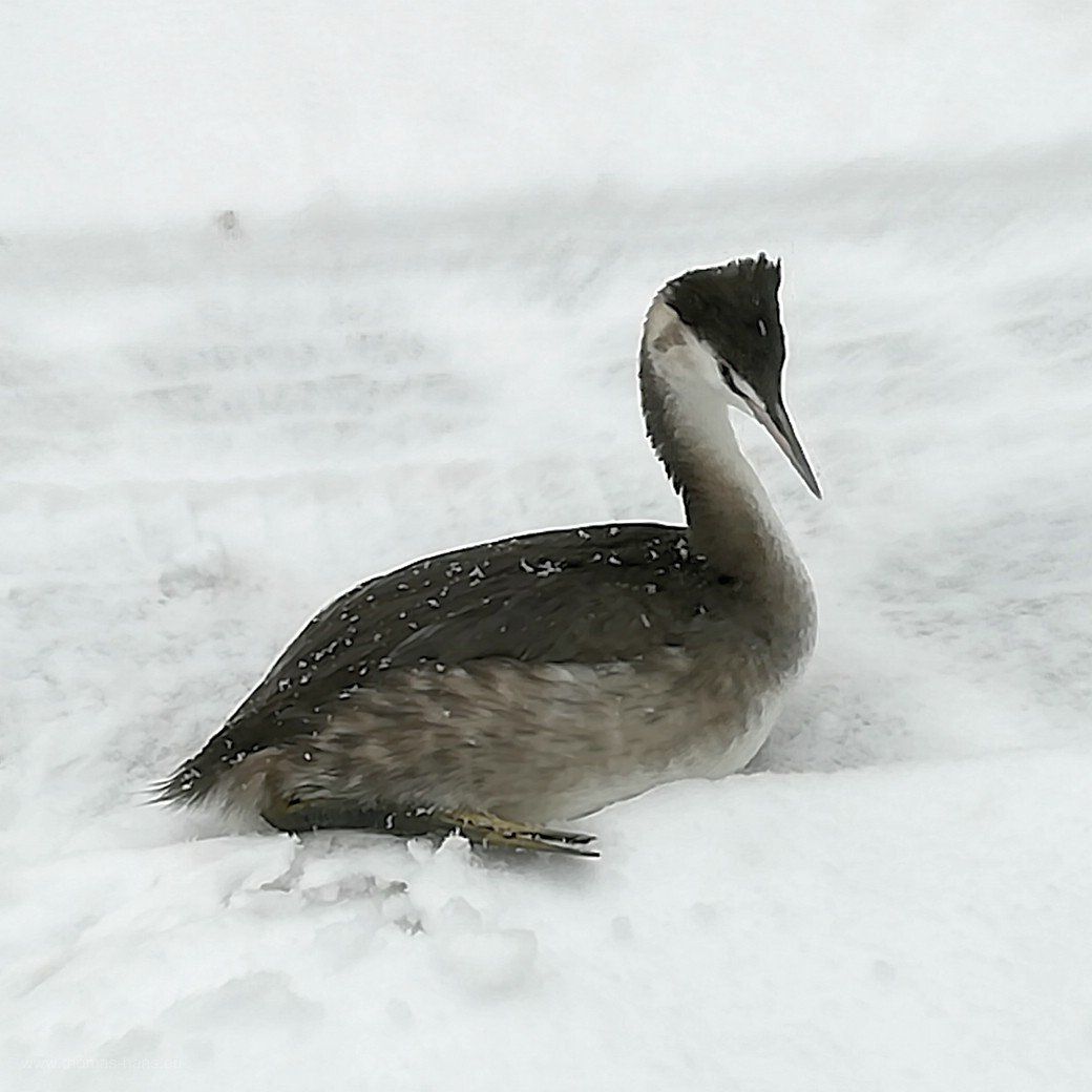 Haubentaucher nach Notlandung... Haubentaucher nach Notlandung...