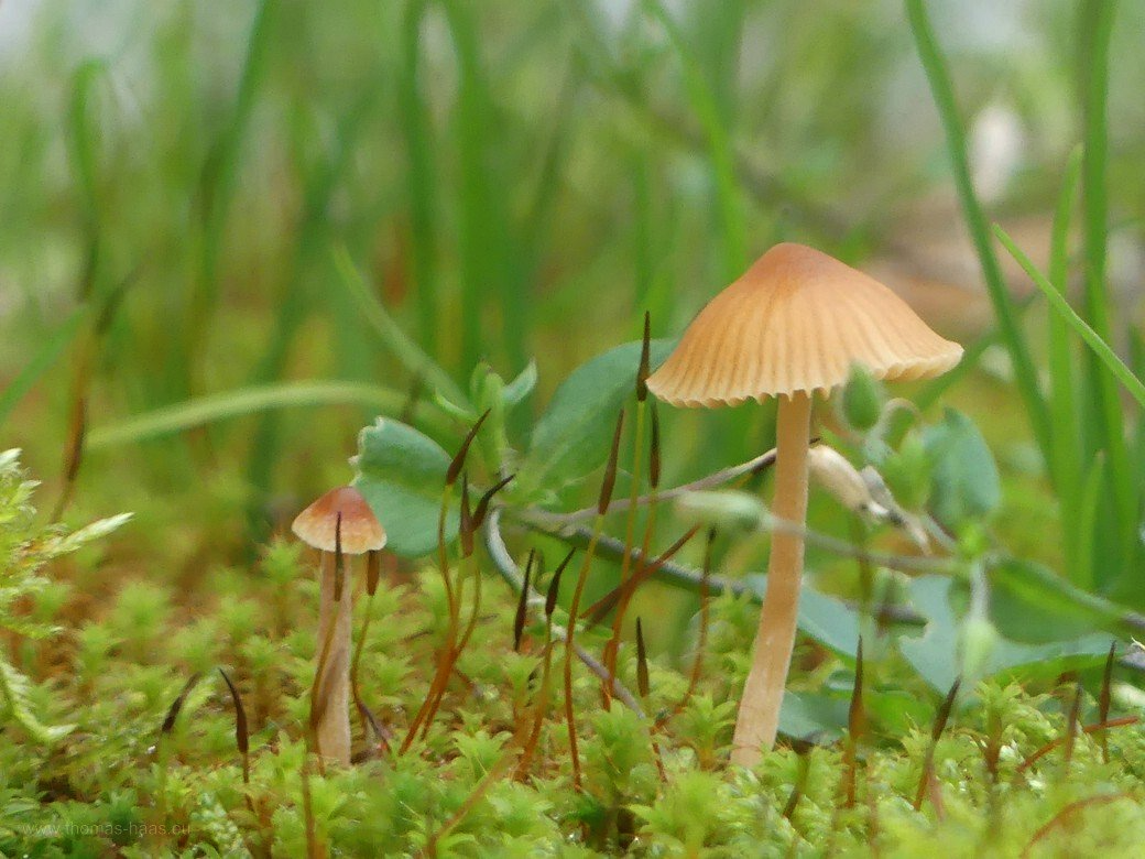 Moose und Pilze auf der Mülleimerbox, Anfang Dezember 2022 Moose und Pilze auf der Mülleimerbox, Anfang Dezember 2022