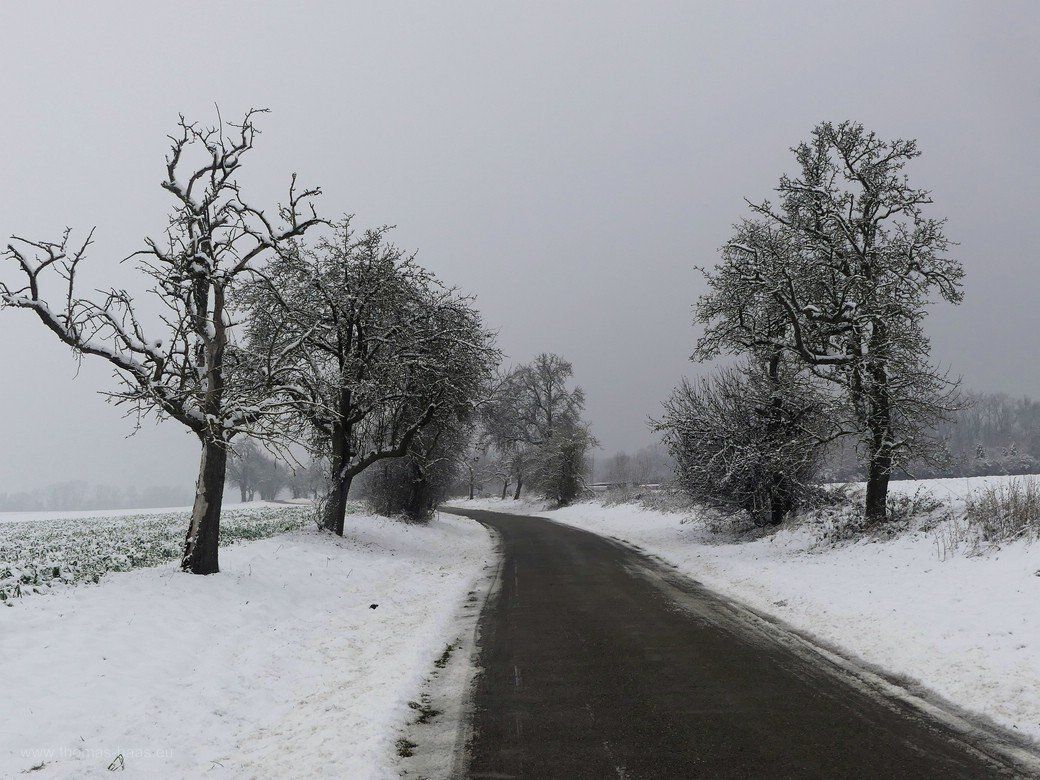 Ein Baum zur Monatsmitte, das letzte Kapitel, Dezember 2022 Ein Baum zur Monatsmitte, das letzte Kapitel, Dezember 2022