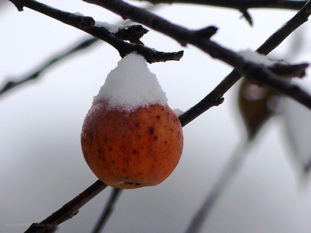 Winterapfel - Apfel mit Schneehaube, 2022