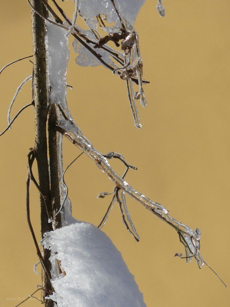 Landart, Äste von Eis überzogen, Dezember 2022 Landart! Dezember 2022