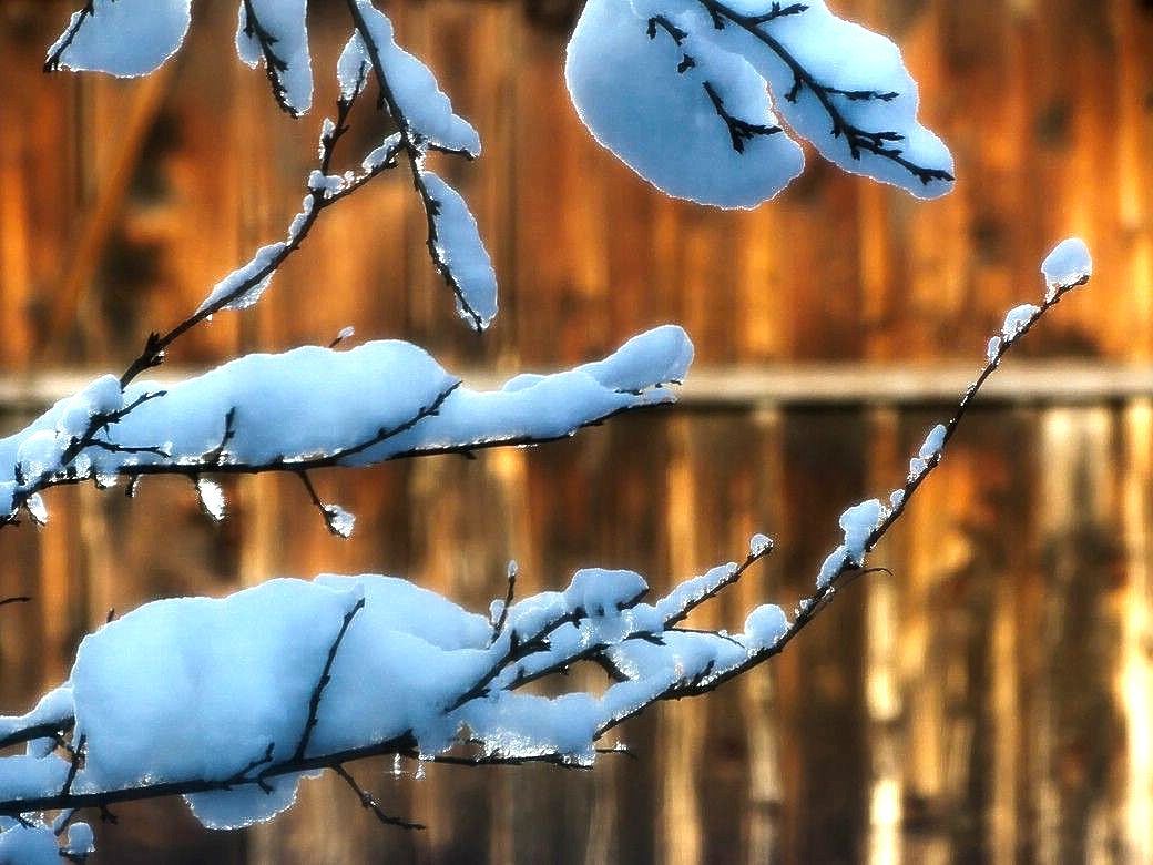 Schnee in den Zweigen eines Zwetschgenbaumes, Dezember 2023 Schnee in den Zweigen eines Zwetschgenbaumes im warmen Abendlicht, reflektiert von einem Scheunentor, Dezember 2023