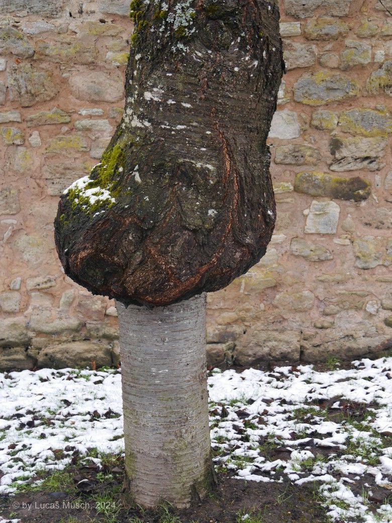 Veredelungsstelle am Baumstamm © by Lucas M., 2024 Veredelungsstelle am Baumstamm © by Lucas M., 2024