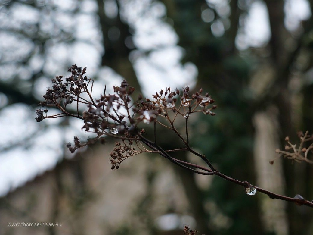 Verdorrter Blütenzweig mit Stadtmauer im Hintergrund, DKB, Dezember 2024 Verdorrter Blütenzweig mit Stadtmauer im Hintergrund, DKB, Dezember 2024
