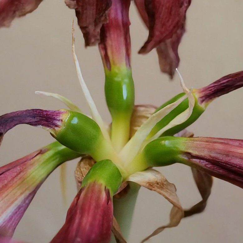 Amaryllis in verblühtem Zustand, Januar 2025 Amaryllis in verblühtem Zustand, Januar 2025