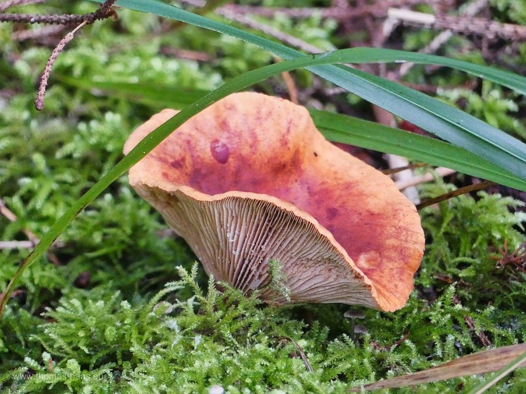 Würde ich mal als Rotbraunen Milchling ansehen... - keine Garantie, der Pilz ist ungenießbar! Würde ich mal als Rotbraunen Milchling ansehen... - keine Garantie, der Pilz ist ungenießbar!
