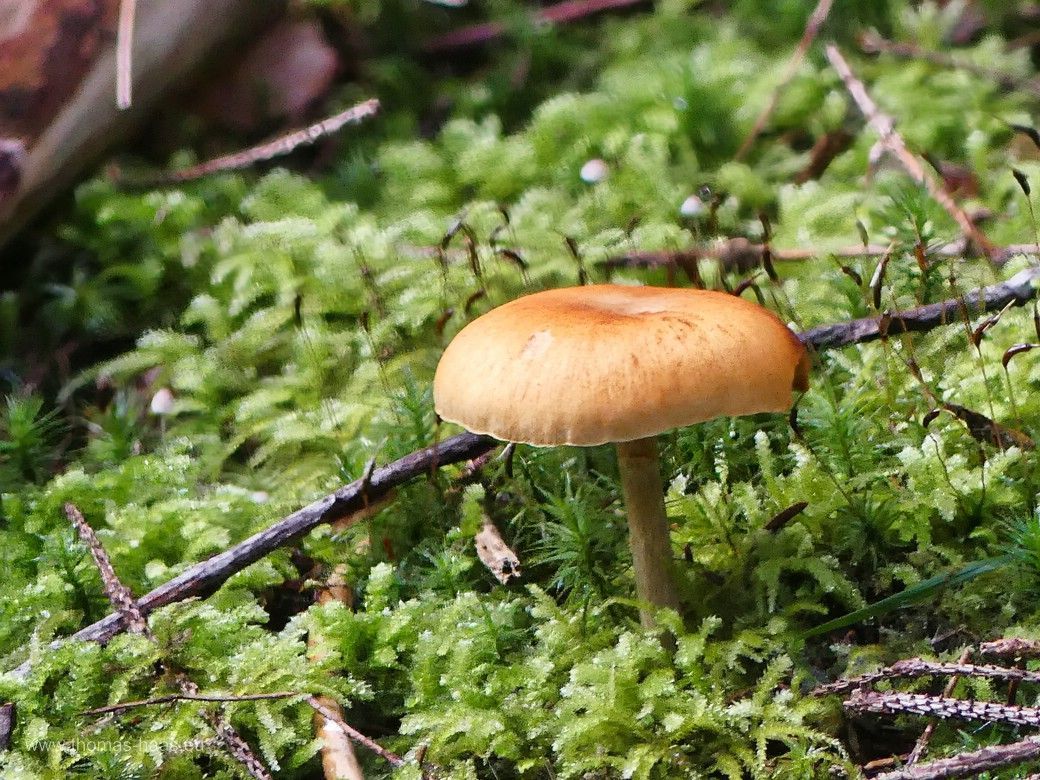 Das wird dann wohl ein Schüppling sein... Das wird dann wohl ein Schüppling sein...