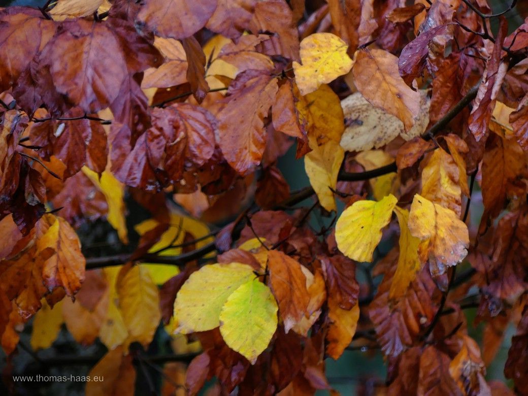 Buchenzweig... Buchenzweig...