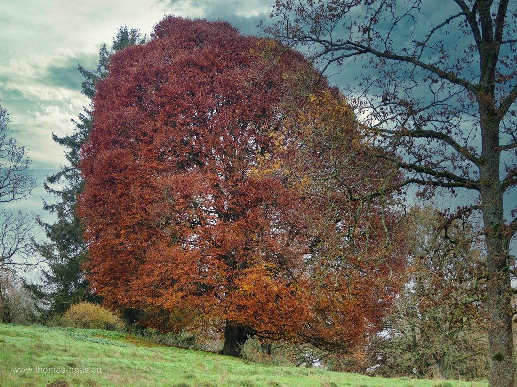Wunderschöner, alter Baumbestand... Wunderschöner, alter Baumbestand...