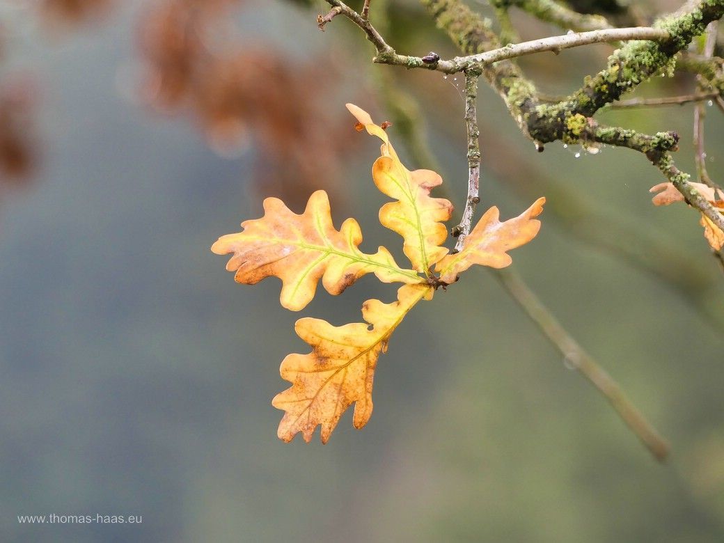 Blattwerk der Stileiche in Herbstfärbung... Blattwerk der Stileiche in Herbstfärbung...