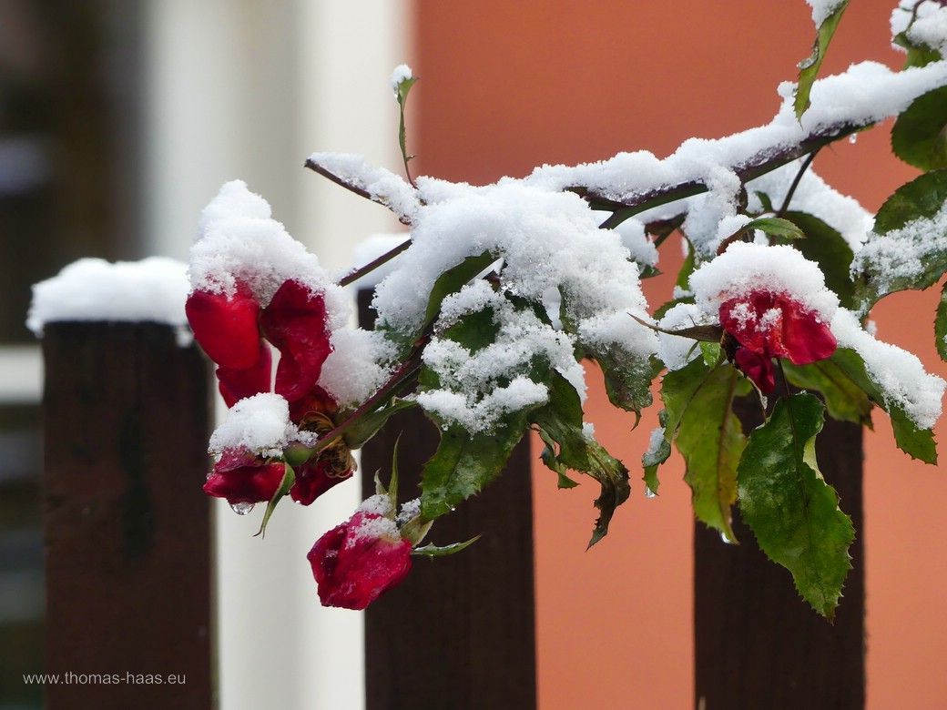 ...die letzten Rosen des Jahres 2024 unter Schnee! ...die letzten Rosen des Jahres 2024 unter Schnee! DKB, Dezember 2024