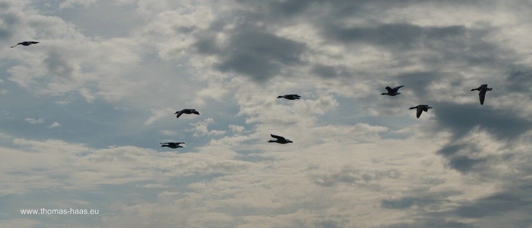 Überflieger - Gänse über dem Strand in Damp, Herbst 2025 Überflieger - Gänse über dem Strand in Damp, Herbst 2025