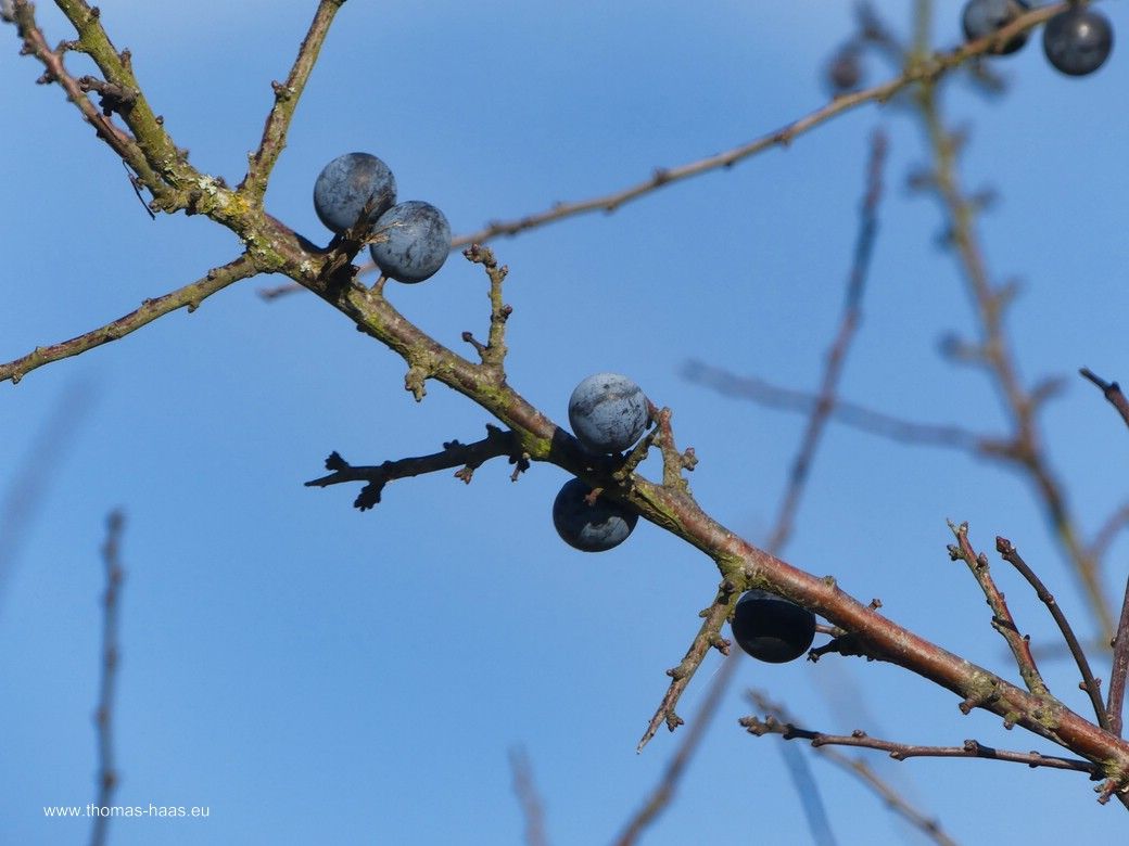 ...Schlehen am Waldrand!