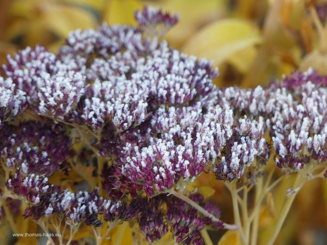 Fetthenne im Garten, Winter 2025