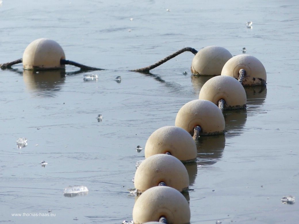 Zugefroren - die Begrenzung im Auer Baggersee am 01.01.2026 Winter am Auer Baggersee, 01.01.2026