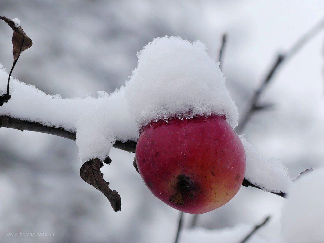 Winterapfel 2021 Winterapfel 2021