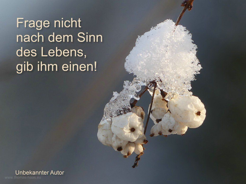 Schnee und Eis auf Schneebeeren, 2021 Schnee und Eis auf Schneebeeren, 2021