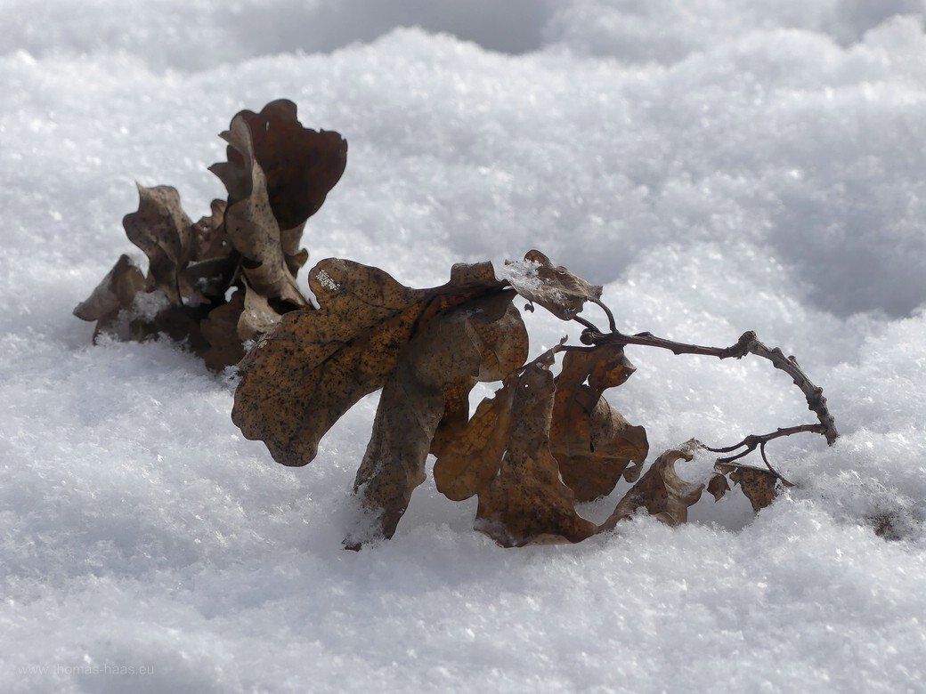 Eichenzweige auf Schnee, 2021
