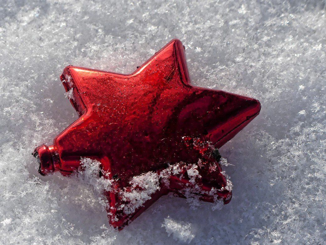 Roter Dekostern im Schnee, 2021