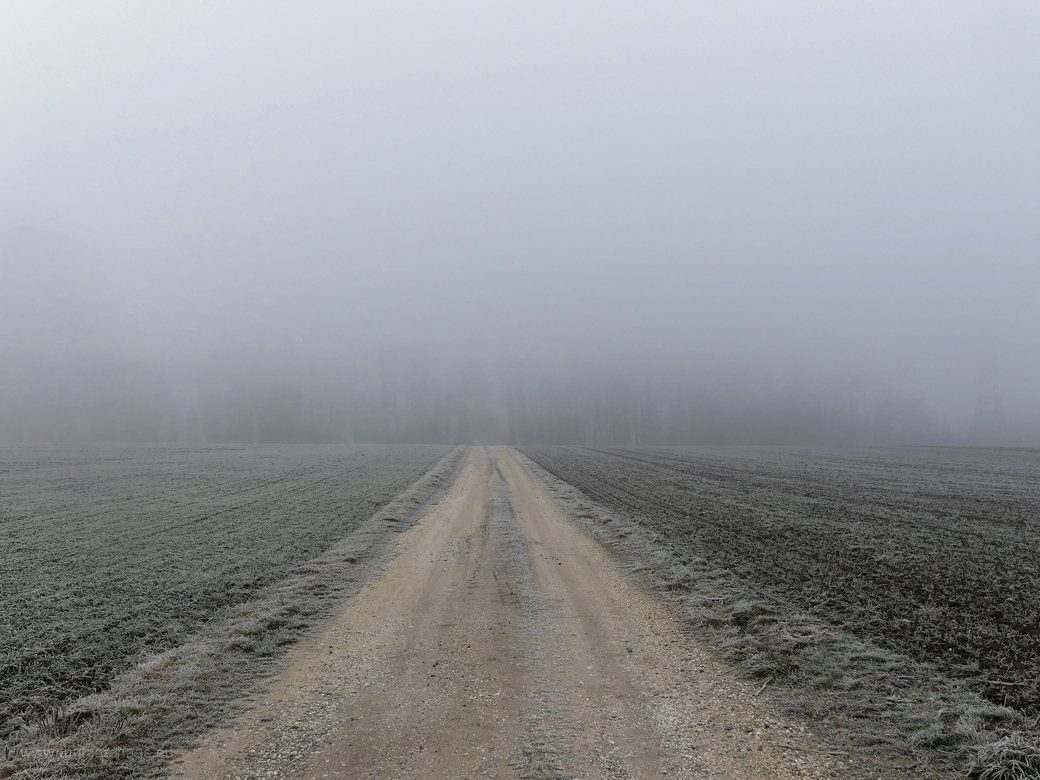 Eine Baumreihe im Nebel, fast unsichtbar, Januar 2022