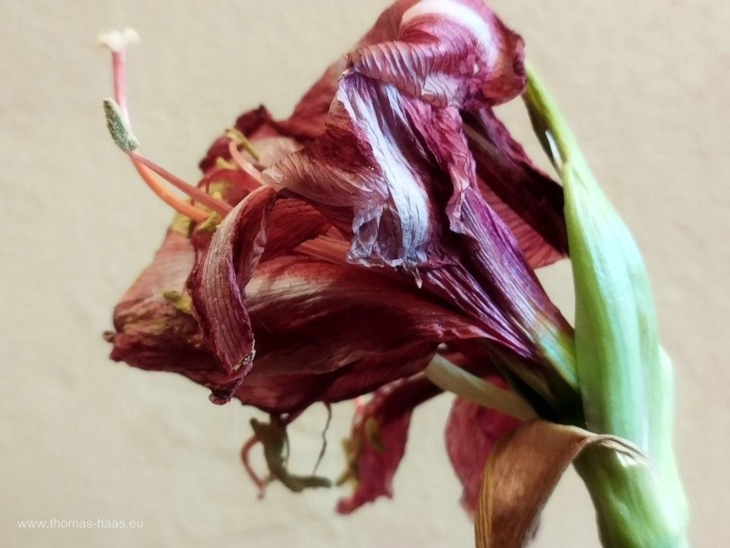 Die weihnachtliche Amaryllis, eigentlich ein Ritterstern, in Würde verblüht, 2025 Die weihnachtliche Amaryllis, eigentlich ein Ritterstern, in Würde verblüht, 2025