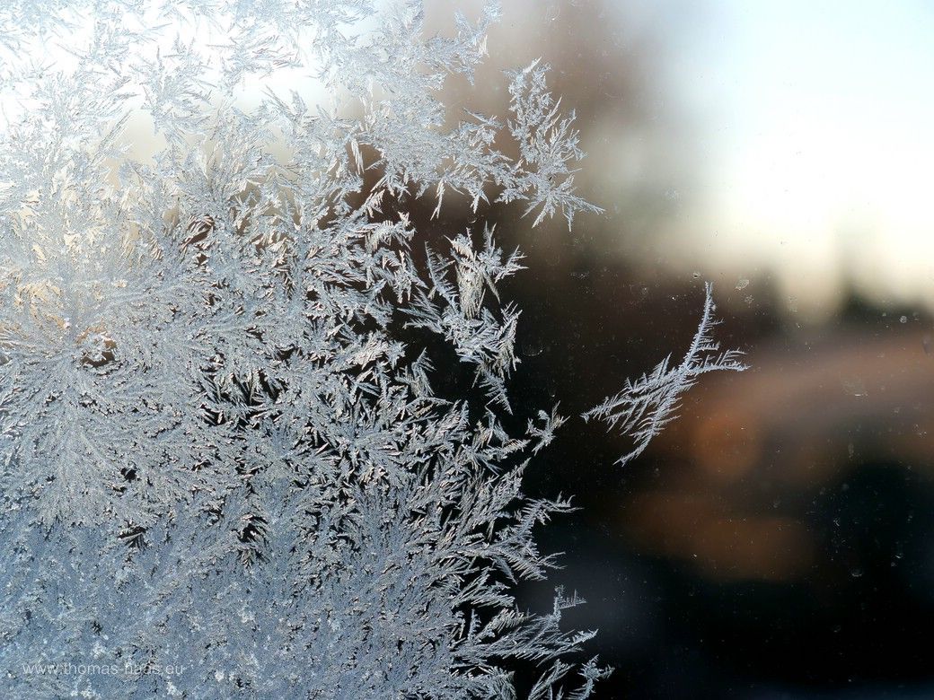 Eisblumen, 2025 Eisblumen, 2025