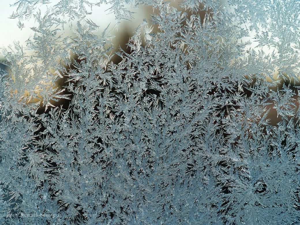 Eisblumen, 2025 Eisblumen, 2025