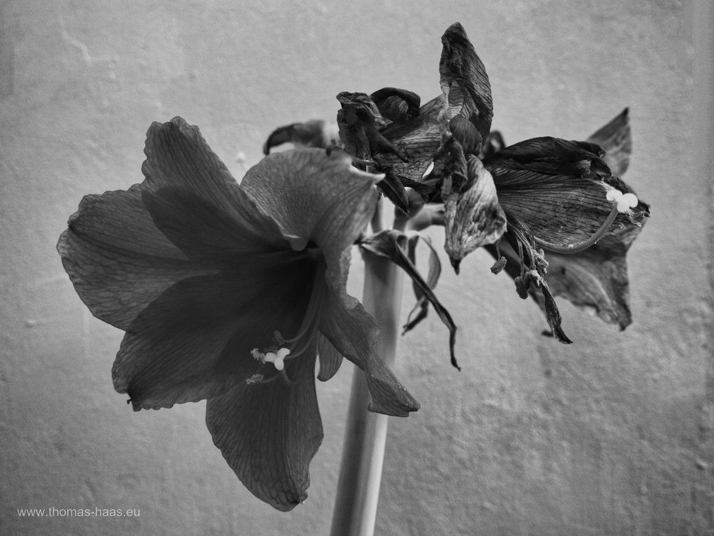 Die weihnachtliche Amaryllis, eigentlich ein Ritterstern, in Würde verblüht, 2025 Die weihnachtliche Amaryllis, eigentlich ein Ritterstern, in Würde verblüht, 2025