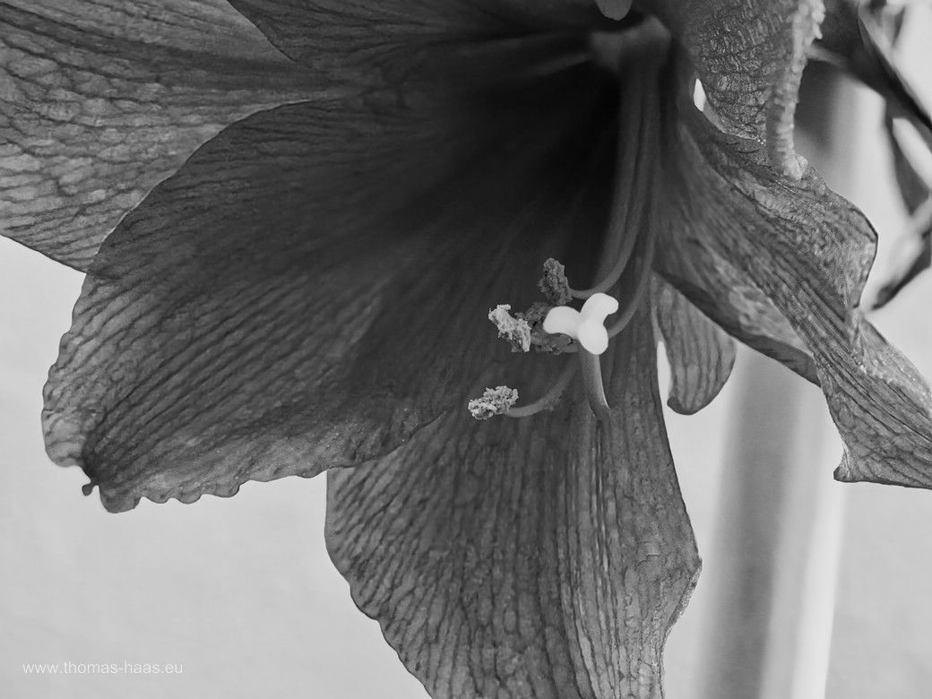 Die weihnachtliche Amaryllis, eigentlich ein Ritterstern, in Würde verblüht, 2025 Die weihnachtliche Amaryllis, eigentlich ein Ritterstern, in Würde verblüht, 2025