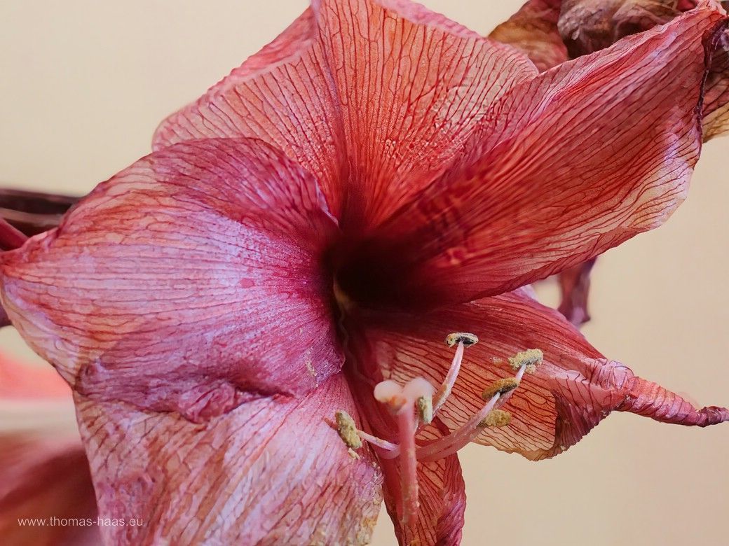 Die weihnachtliche Amaryllis, eigentlich ein Ritterstern, in Würde verblüht, 2025 Die weihnachtliche Amaryllis, eigentlich ein Ritterstern, in Würde verblüht, 2025