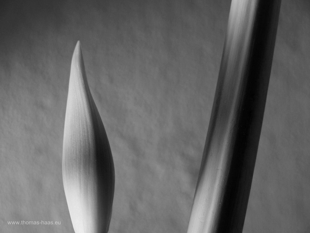 Vom Blühen und Verblühen der Amaryllis... Die Serie mit der Amaryllis, die eigentlich ein Ritterstern ist...