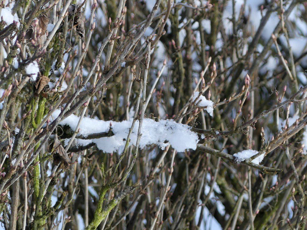 Himbeerstrauch im Winter 2020/2021 Himbeerstrauch im Winter 2020/2021