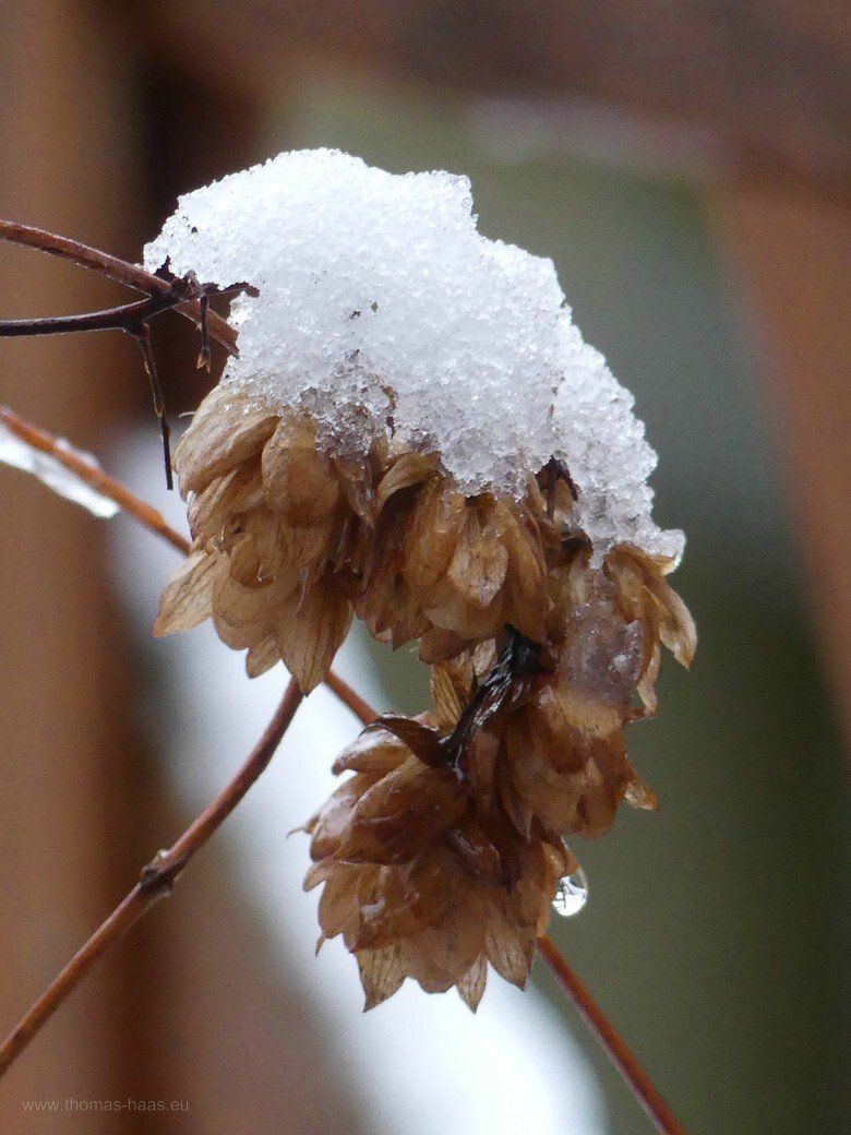 Hopfen im Schnee, Februar 2021