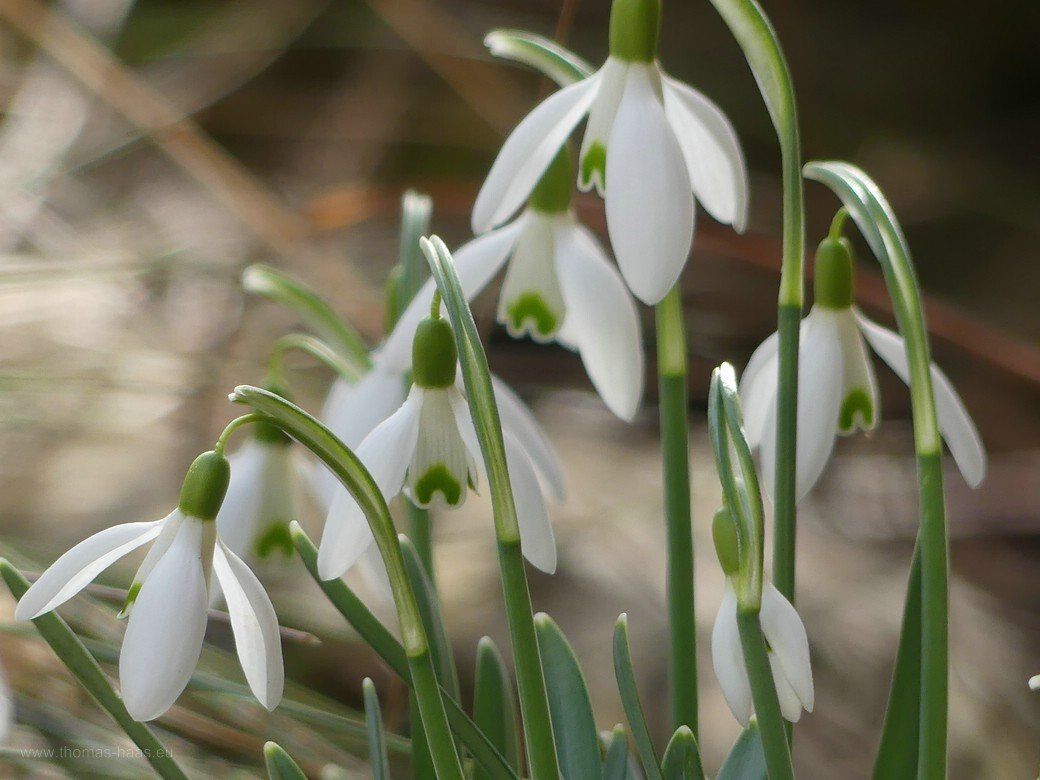 Schneeglöckchen im Garten, Ende Februar 2021 Schneeglöckchen im Garten, Ende Februar 2021