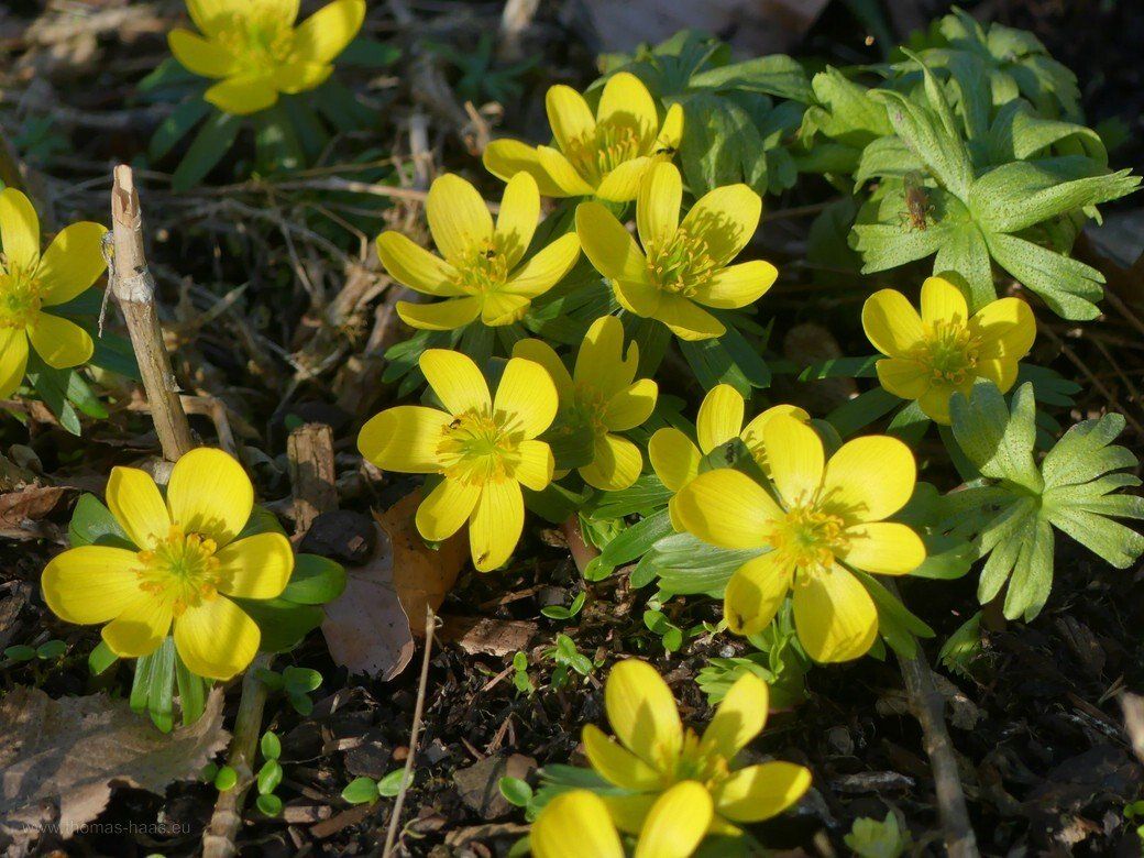 Ende Februar 2021 - Winterlinge... Ende Februar 2021 - Winterlinge...