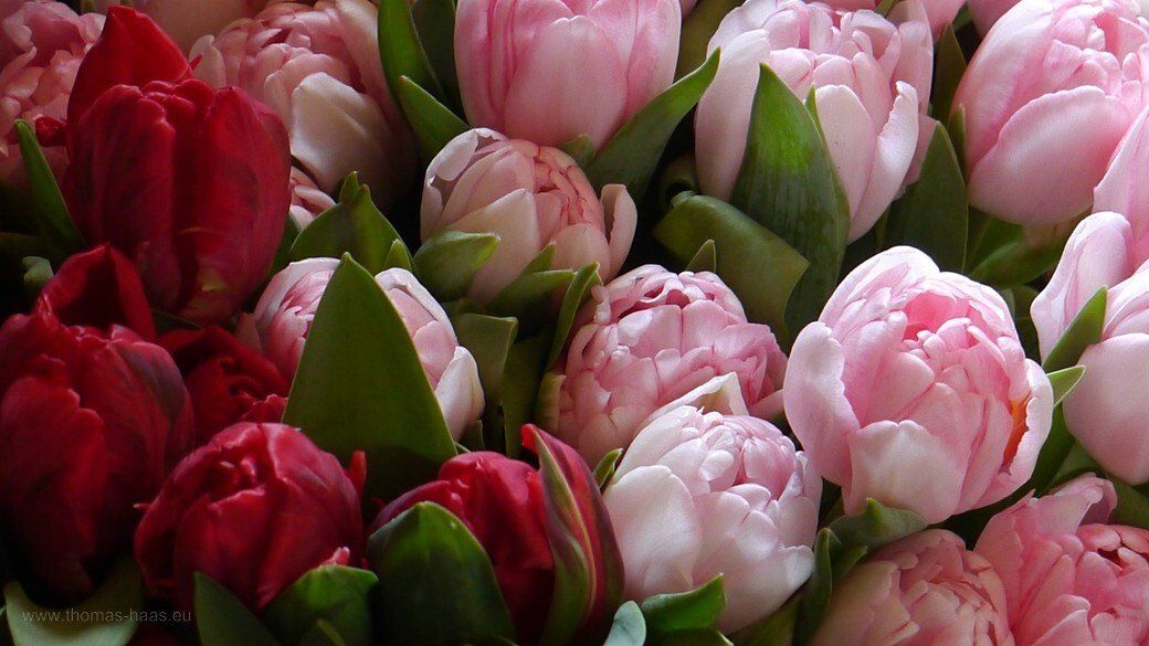 Die Gartenmärkte dürfen wieder öffnen... Die Gartenmärkte dürfen wieder öffnen...