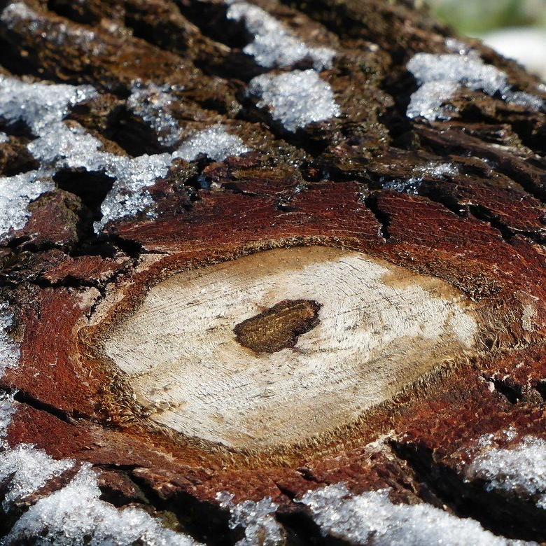 Zurückgeschnittenes Astwerk, 2021