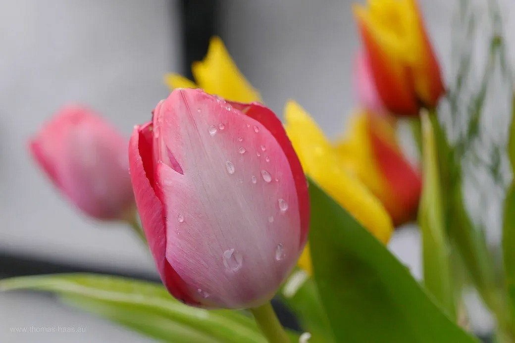 Frühlingsstrauß, im Garten aufgestellt, 2021 Frühlingsstrauß, im Garten aufgestellt, 2021