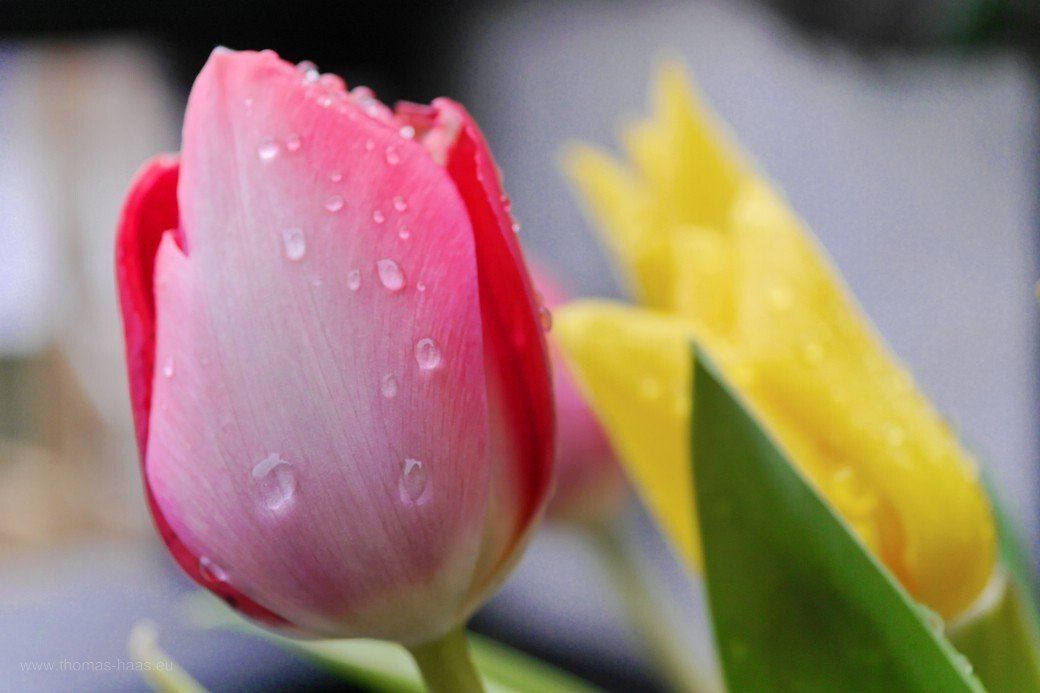 Frühlingsstrauß...