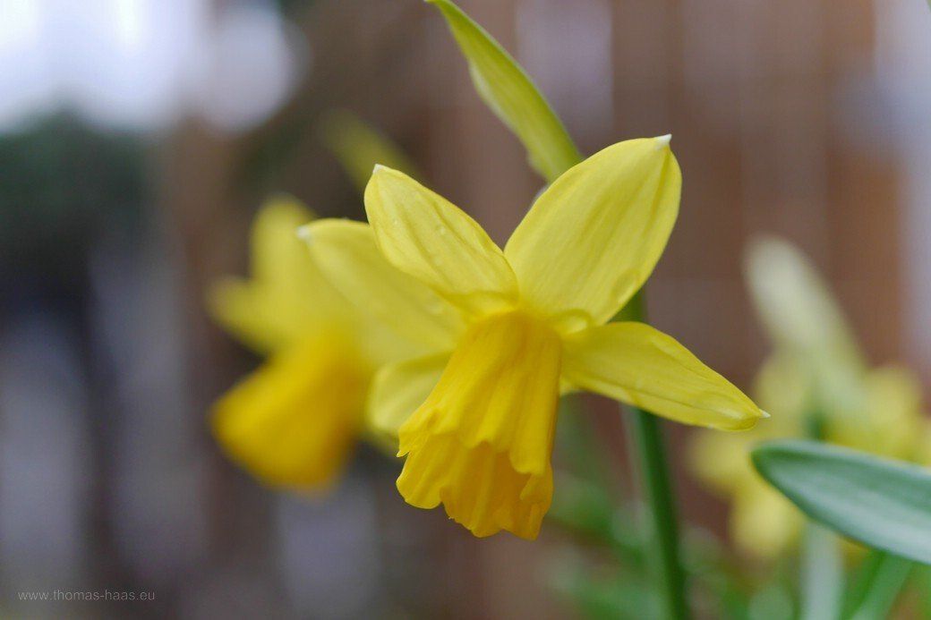 Narzissen Tete a Tete... 2021 Narzissen Tete a Tete... 2021