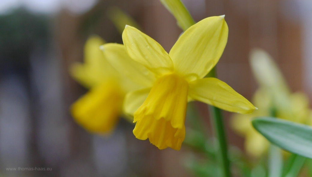 Narzissen 2021 Narzissen 2021