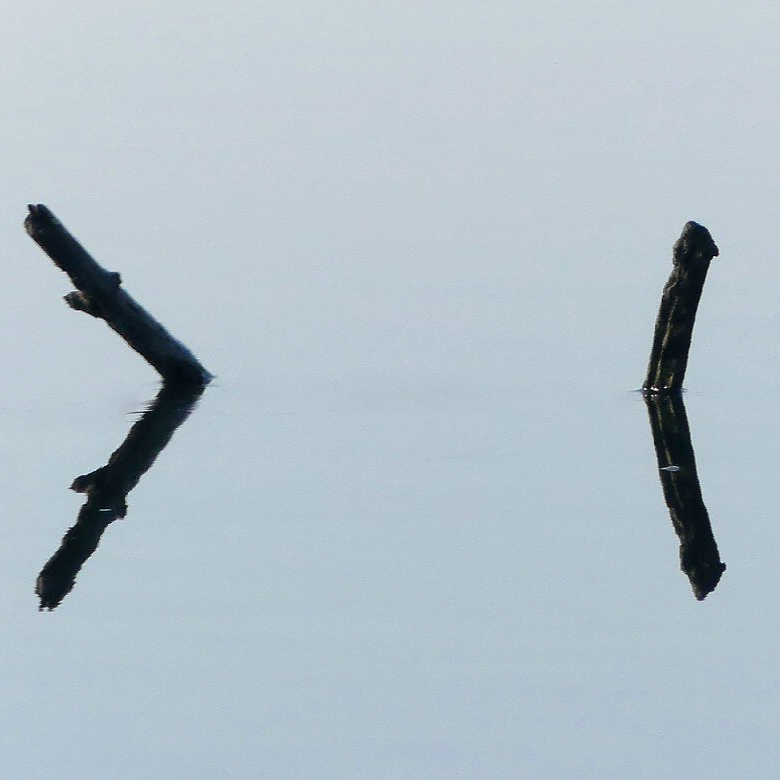 Astwerk im Roggenburger Weiher, März 2022