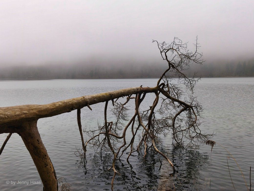Der gefallene Baum ist zum Blickfang geworden... - © by Jenny Haas Am Alpsee - Der gefallene Baum ist zum Blickfang geworden... © by Jenny Haas, Februar 2025