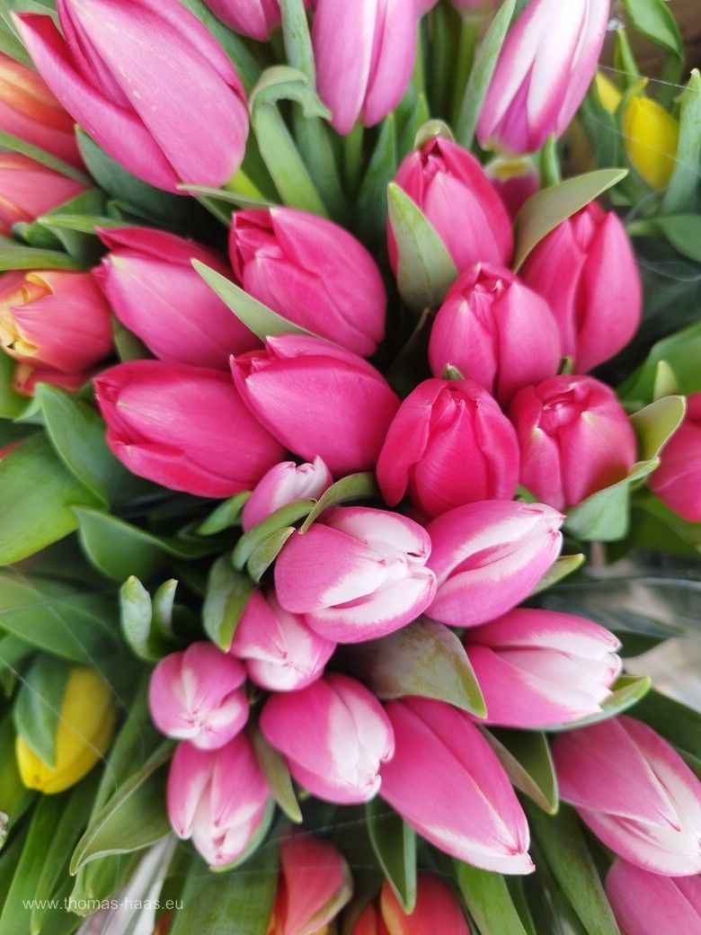 Tulpen, Bundware... Tulpen, Bundware...