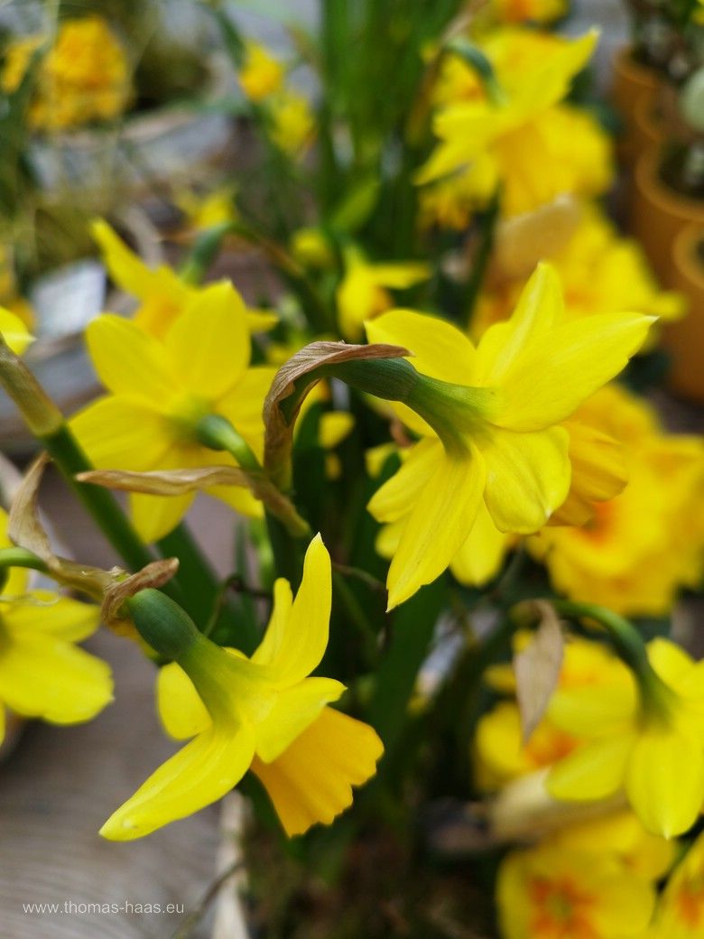 Narzisse Tete a Tete Narzisse Tete a Tete