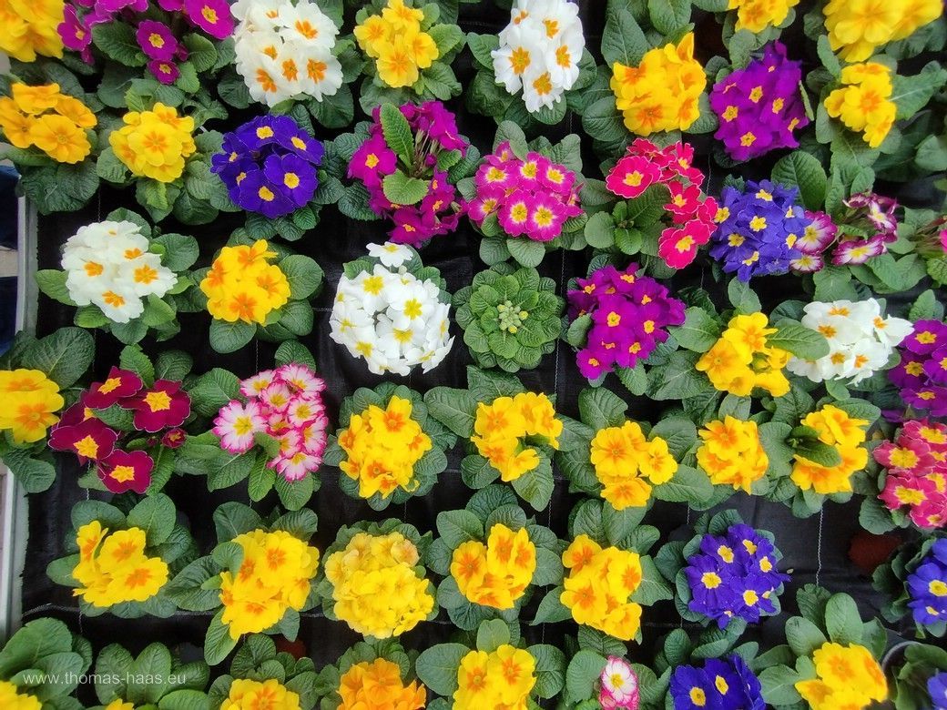 Bunte Primelchen läuten hier schon den Frühling ein... Der Frühling in der Gärtnerei Hamp in Dettingen...