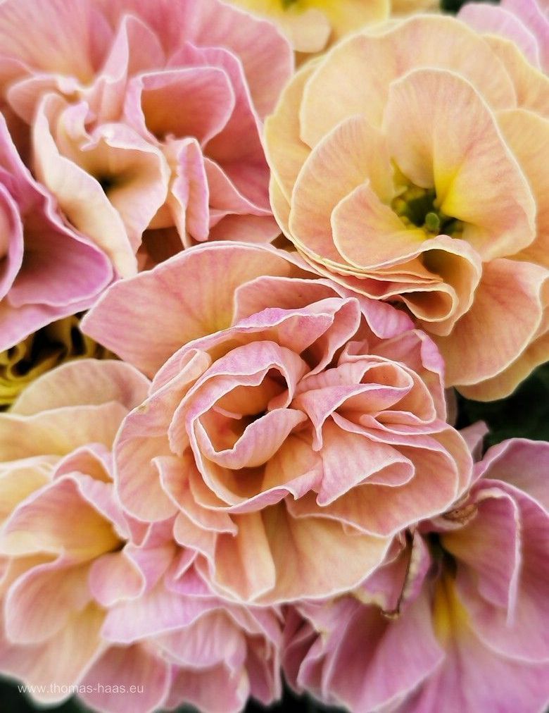 Gefüllte Primel... Gefüllte Primel...