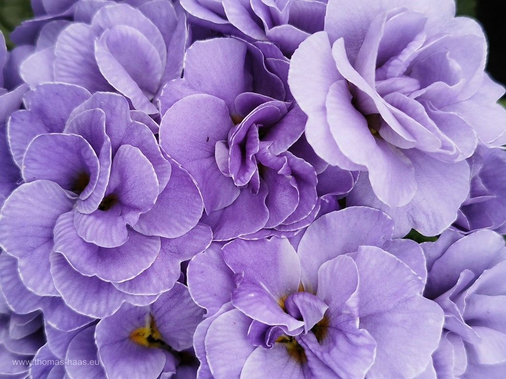 Gefüllte Primel in duftigem lila... Gefüllte Primel in duftigem lila...