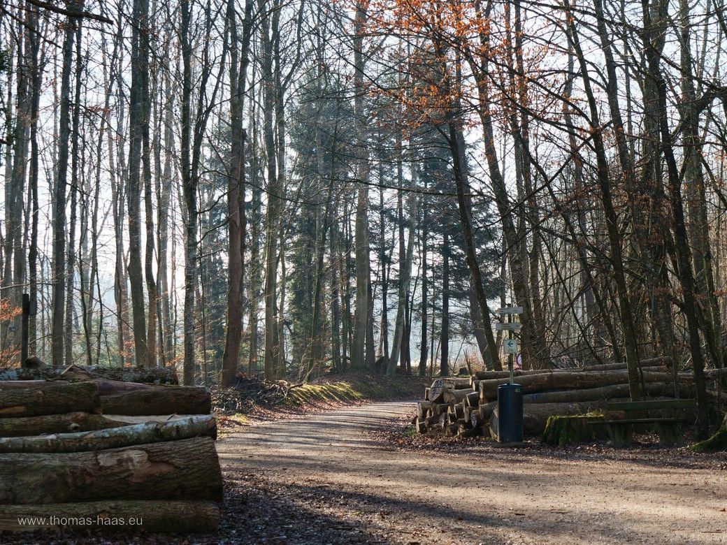 Lichter Winterwald und Fällholz - im Buxheimer Wald, Februar 2025 Lichter Winterwald und Fällholz - im Buxheimer Wald, Februar 2025
