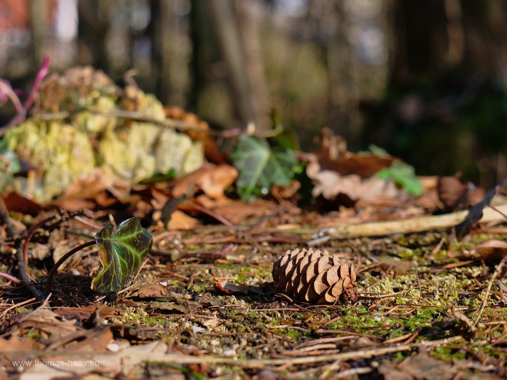 Nature Art im Buxheimer Wald, Februar 2025
Zapfen und Blätter auf einem Baumstumpf.